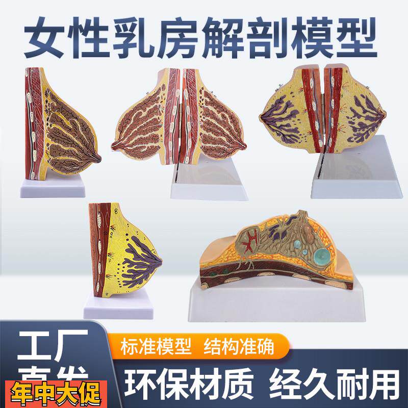 女性哺乳期乳房模型乳房解剖乳房模型母婴护理月嫂培训模型