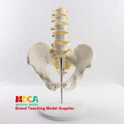 仿真腰椎骨盆带五节腰椎模型脊柱脊椎医用J盆骨医学教学MGP006