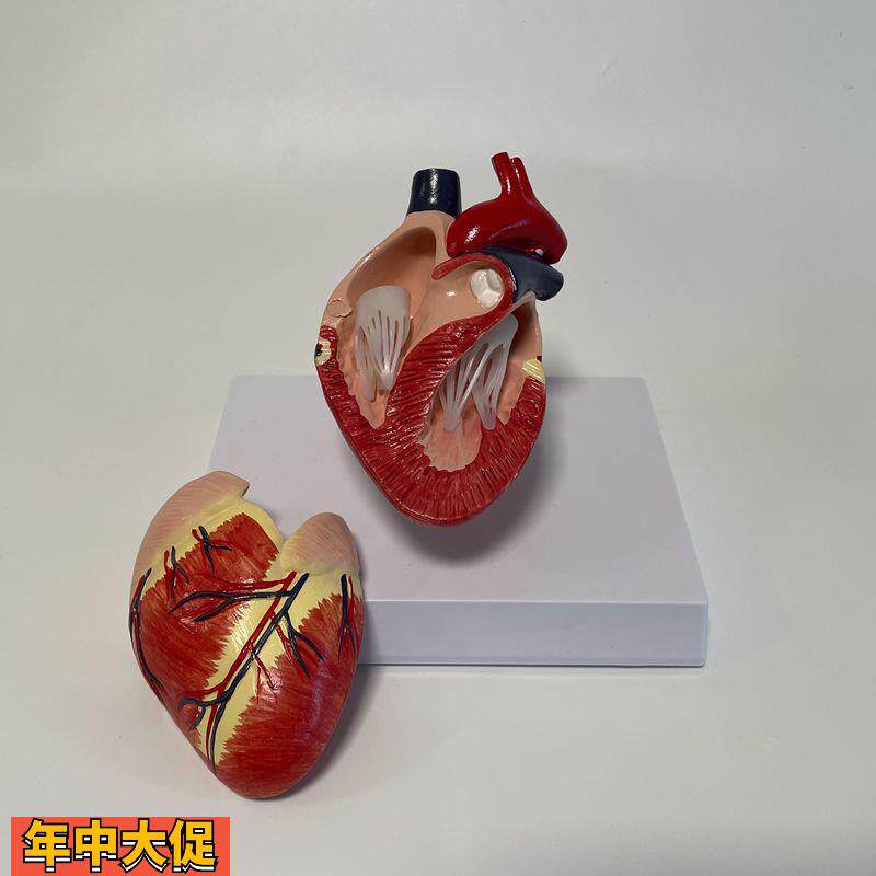 瑞宝教学模型犬心脏可拆卸二尖瓣兽医药促销宠物内脏狗心脏丝虫病