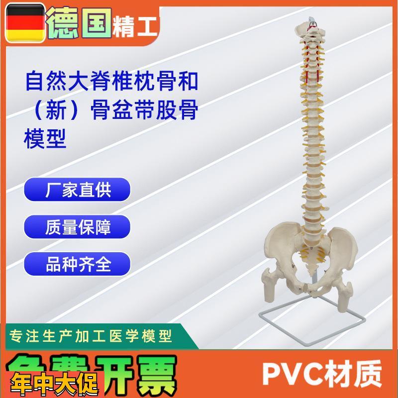 自然大脊椎枕骨和新骨盆带股骨模型人体脊椎模型