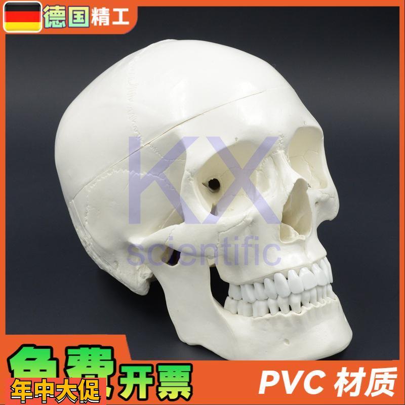 德国】成人大小头颅骨模型1比1头骨口腔教学雕塑艺术写生可拆可