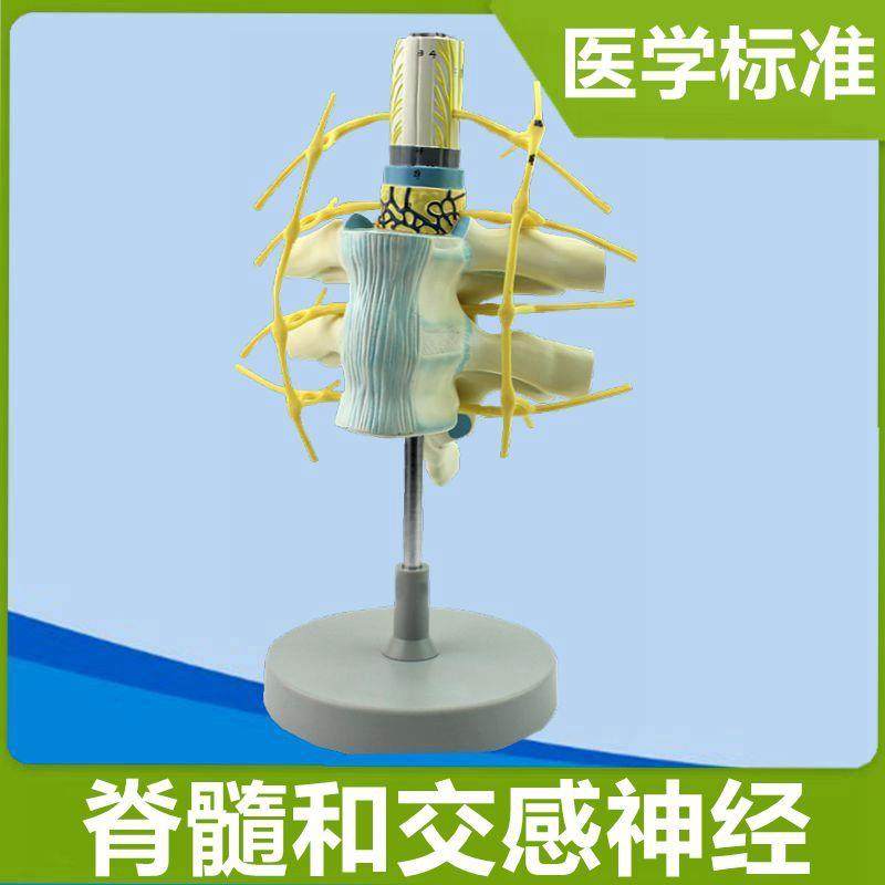 交感神经模型胸段脊髓周围神经颈椎管脊髓解剖脊神经分布医用仿真,玩具/童车/益智/积木/模型,其他模型玩具,淘宝优惠券,粉丝福利购,淘宝优惠卷
