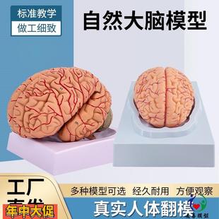 高端医学教学神经科脑科人体大脑解剖模型大脑模型脑分区模型
