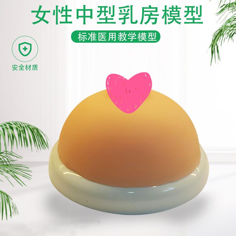 女性乳房模型催乳师培训教学教具中型硅胶乳房模型医院用演示模型