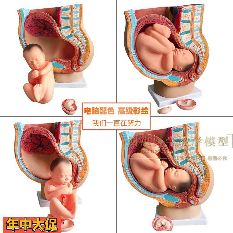 助产示教模型胚胎发育妊娠9个月女性盆腔骨盆含九个月胎儿模型,玩具/童车/益智/积木/模型,其他模型玩具,淘宝优惠券,粉丝福利购,淘宝优惠卷