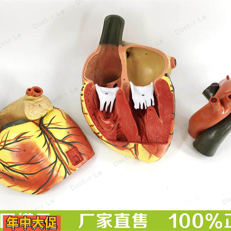 高端正品医学超声人体心脏模型心内科彩超B超心脏心血管解剖模型