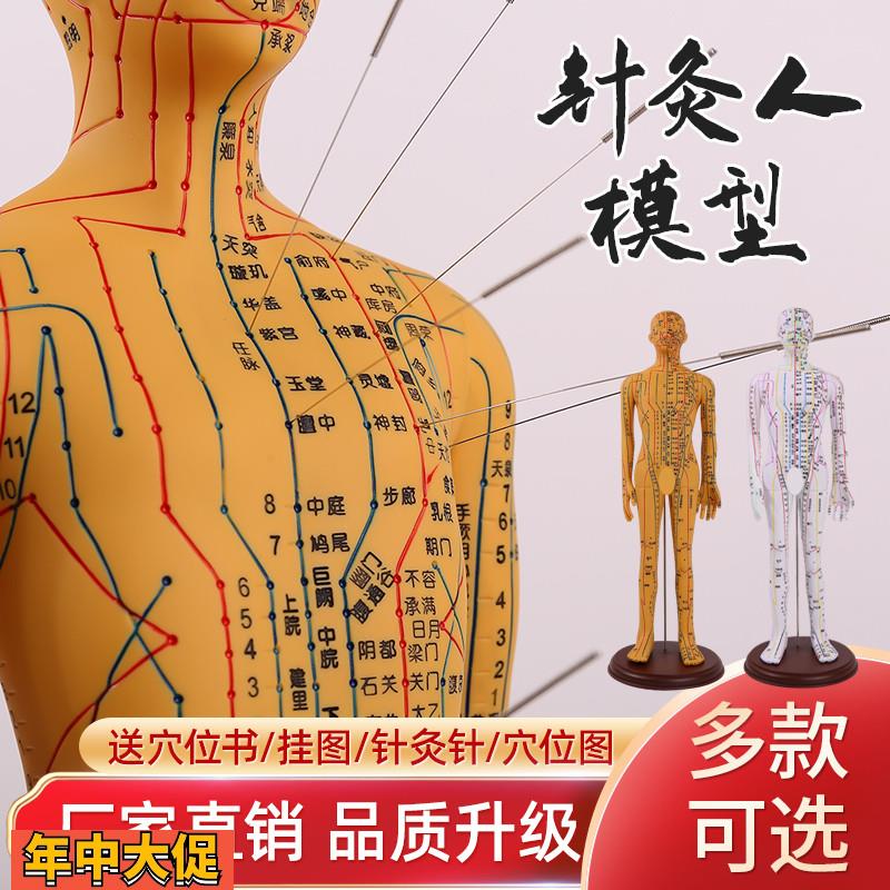 针灸穴位人体模型全身家用中医十二经络图小皮人硅胶扎针练习铜人