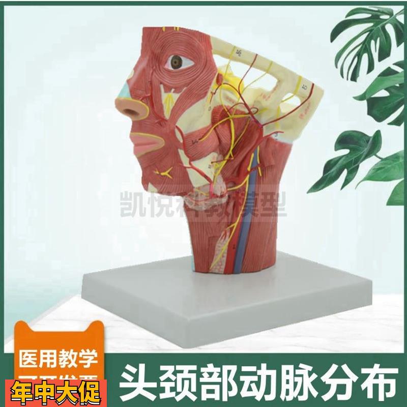 面部血管分布模型颈部动脉深浅肌肉静脉12对脑神经颅牙科医美整形