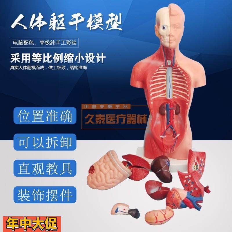 人体躯干模型人体内脏器官解剖中小学生理教育解剖学内脏结构,玩具/童车/益智/积木/模型,其他模型玩具,淘宝优惠券,粉丝福利购,淘宝优惠卷