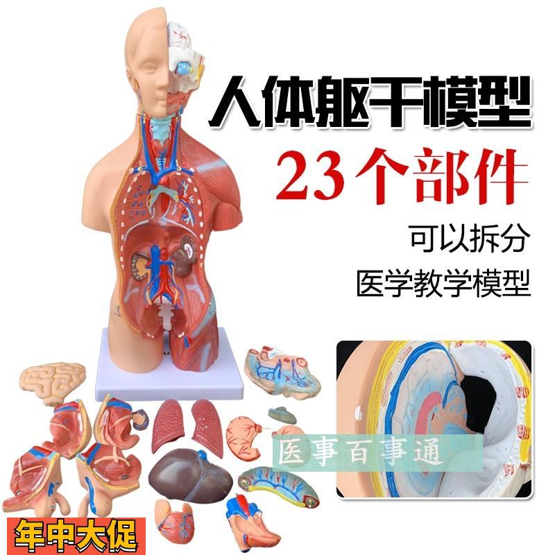 人体模型28CM躯干人体内脏解剖模型医学教具骨骼儿童益智玩具