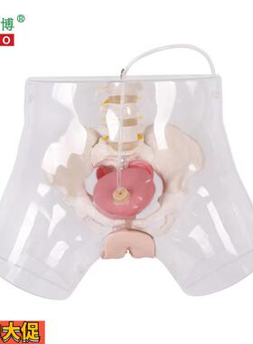 医博BIX-H4D高级透明女性导尿模型导尿插管训练假人女性护理训练