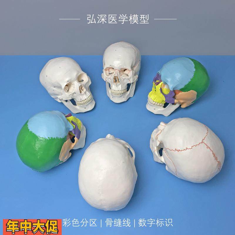 成人头颅骨模型骨缝线数字标识彩色分区人体骨骼结构骷髅教学模具,玩具/童车/益智/积木/模型,其他模型玩具,淘宝优惠券,粉丝福利购,淘宝优惠卷