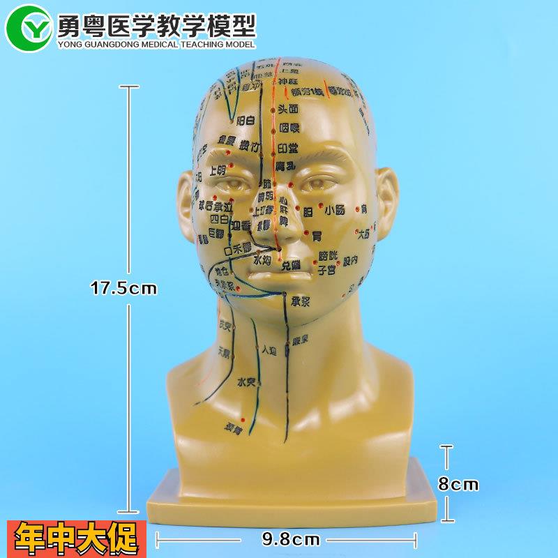 人体针灸头部穴位经络模型中医按摩推拿教学软头模脸部面部穴位图