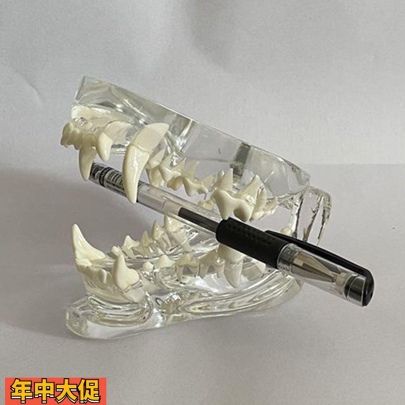 狗牙齿模型口腔上下颌骨透明水晶动物医院展示宠物医生示教艺术品