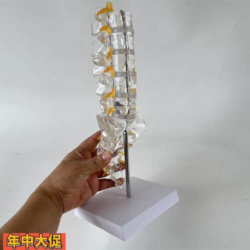 透明腰椎带尾骨模型椎间盘脊神经骶骨尾椎骨脊椎脊柱骨科立体教学