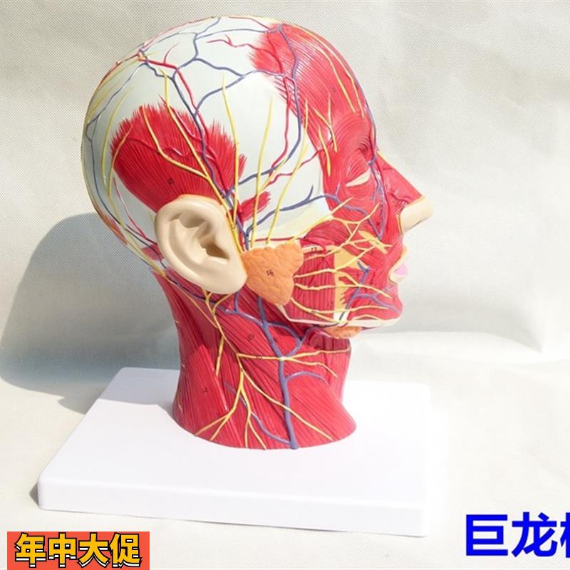 进口人体头骨带肌肉神经血管模型头部剖面脑模型人体解剖模型