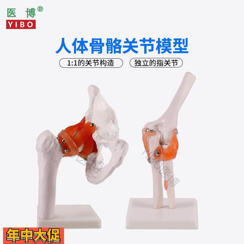 医博人体骨骼骨架模型六大关节骨骼模型人体手骨骼模型髋关节骨骼,文具电教/文化用品/商务用品,教学标本/模型,淘宝优惠券,粉丝福利购,淘宝优惠卷