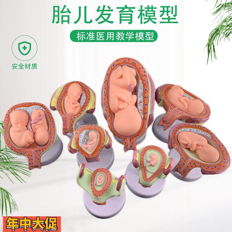 妊娠胚胎发育模型生育演示胎教妇科模型婴儿胎儿发育过程,玩具/童车/益智/积木/模型,其他模型玩具,淘宝优惠券,粉丝福利购,淘宝优惠卷