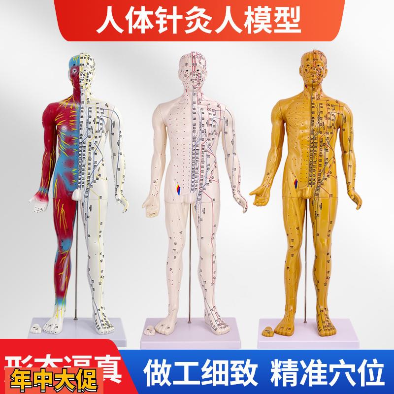 80CM针灸铜人刻字人体穴位模型男女经络推拿按摩教学高清模型