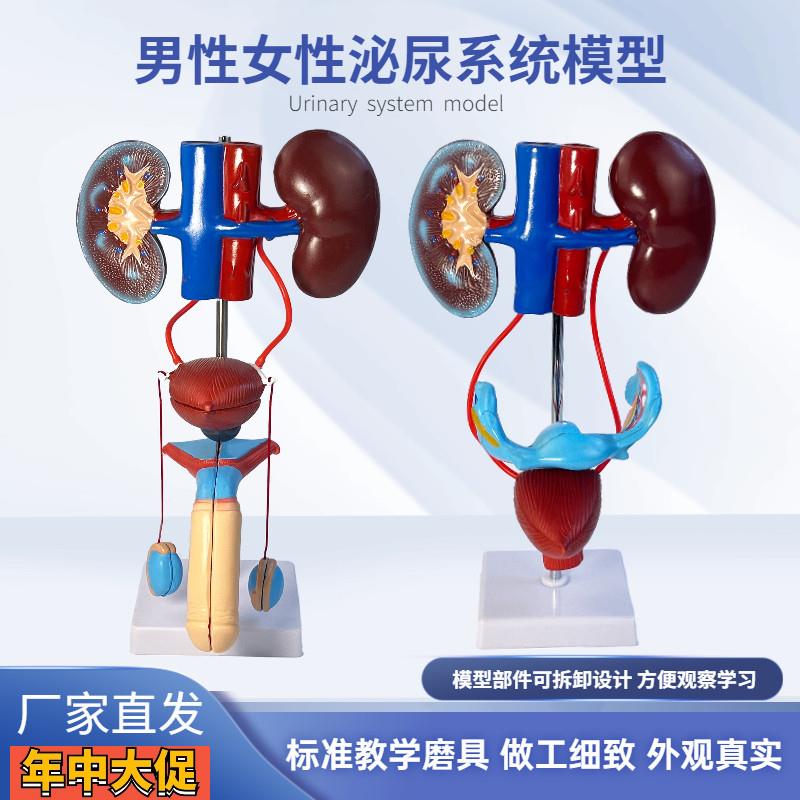 男性泌尿模型女性泌尿系统立体泌尿系统肾输尿管膀胱及尿道模型