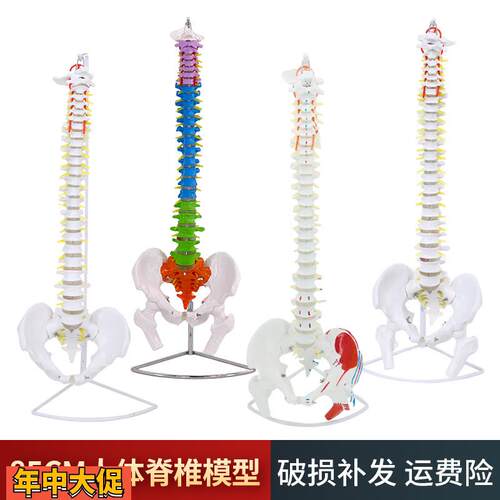 80CM人体脊柱模型1:1成人正骨练习脊椎颈椎腰椎人体骨骼骨架模型