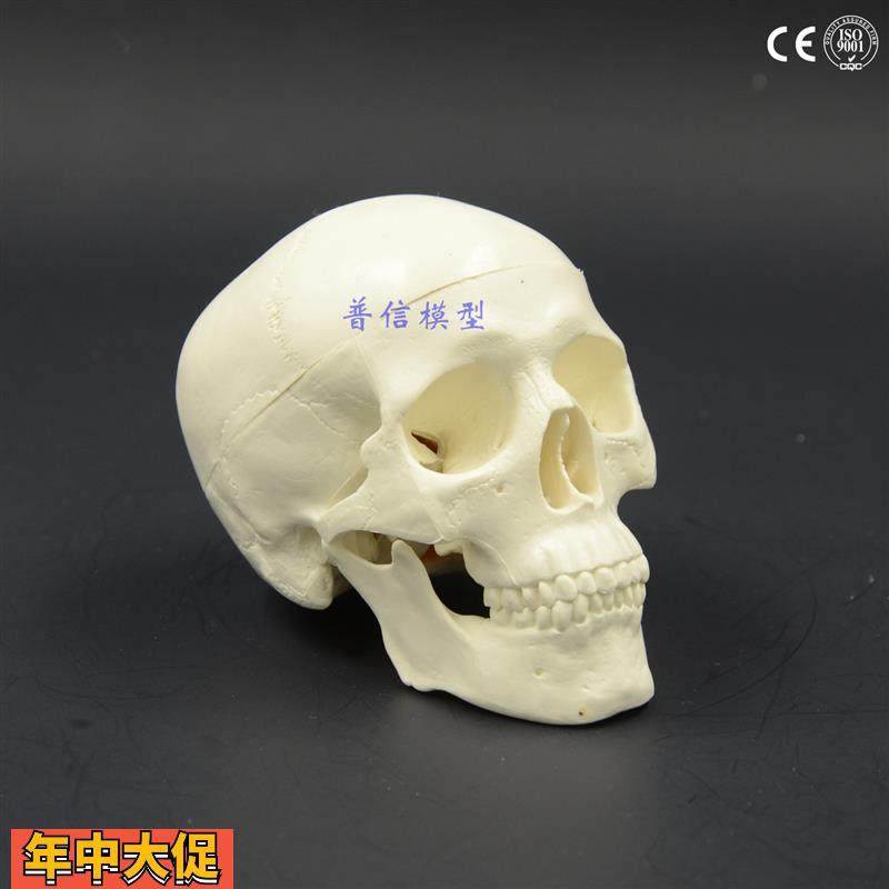 迷你小头颅模型骷髅头颅骨解剖美术医用写生小头骨装饰美术教学用,文具电教/文化用品/商务用品,教学标本/模型,淘宝优惠券,粉丝福利购,淘宝优惠卷
