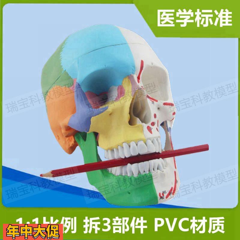 人体头骨模型仿真1:1自然大PVC财主骨缝线颅骨结构下颌骨口腔牙齿