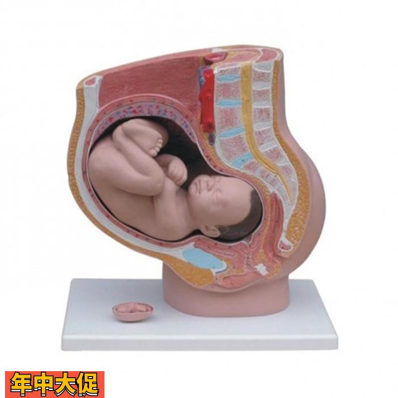 女性矢状解剖(4件)