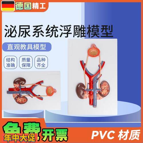 德国】泌尿系统浮雕模型人体泌尿系统模型输尿管膀胱尿道模型肾解
