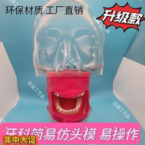 牙科仿真简易头模树脂可拆卸牙齿备牙修头模口腔教学模型工厂直销