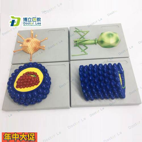厂家直销微生物学病毒模型杆状病毒腺病毒噬菌体病毒艾滋病毒学模
