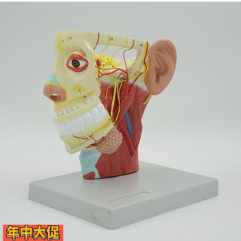 面部神经模型浅层肌肉血管颅底鼻腔牙齿咽喉颈椎外科局部解剖教学