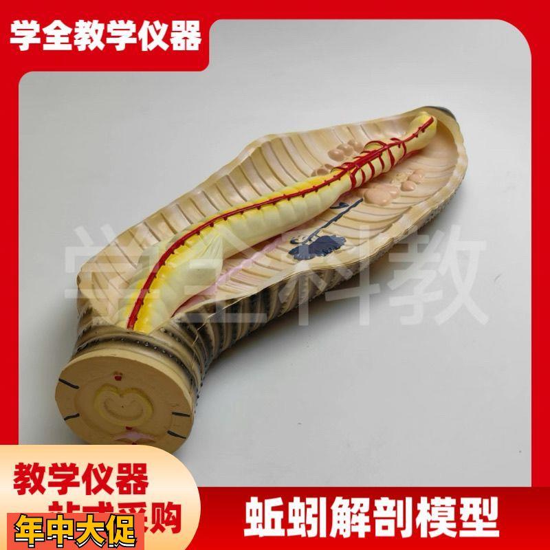 蚯蚓解剖模型蚯蚓结构初高中生物教学器具教学仪器实验器材教具