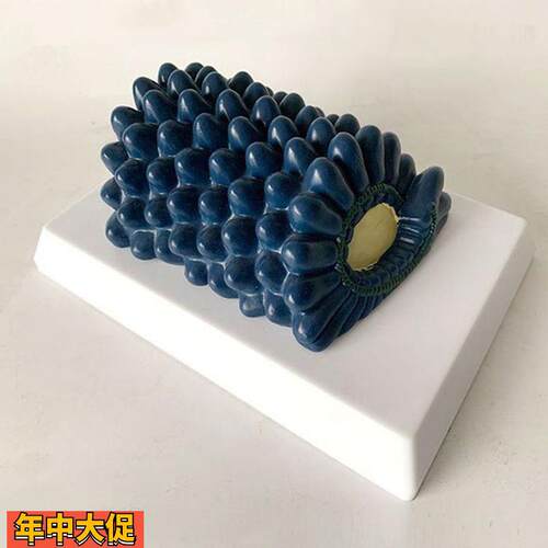 杆状病毒模型腺病毒冠状病毒噬菌体中学生物课教具医用展示