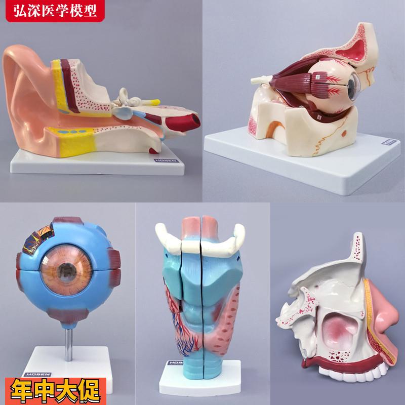 眼睛耳朵模型眼球放大鼻子鼻腔解剖结构耳鼻喉科人体医学教学教具