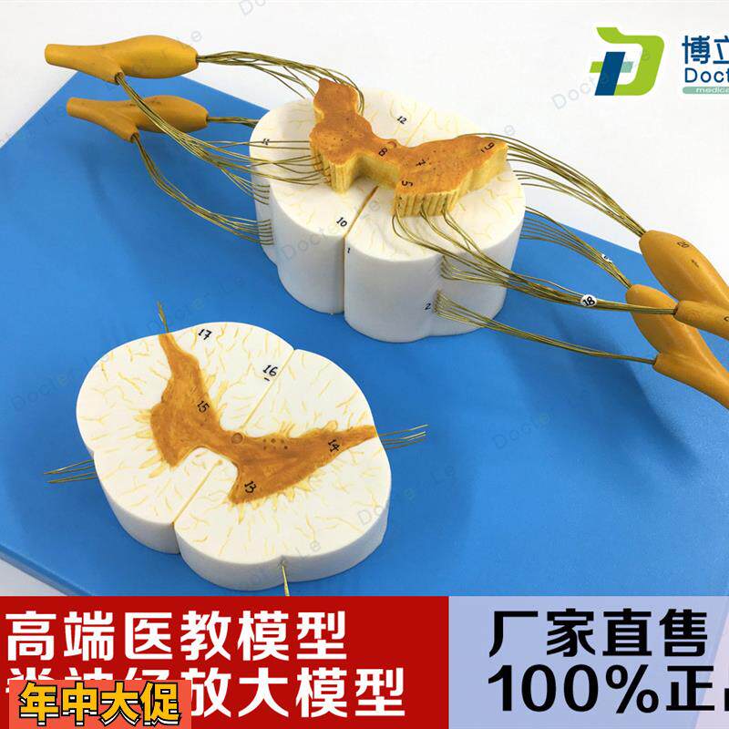 医学脊髓脊神经脊放大神经分支模型周围神经系统脊柱麻醉解剖教学