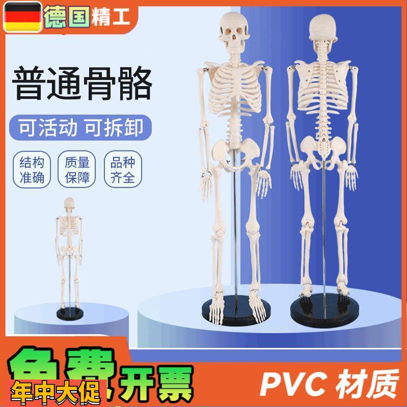 德国PNT-010685cm人体骨骼模型骨架正骨健身房瑜伽展示教学写