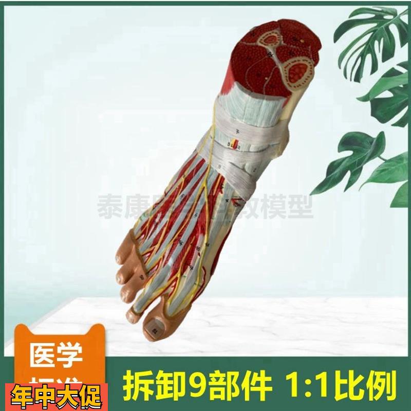 脚解剖模型足底肌可拆卸踝关节胫腓骨肌肉筋膜韧带关节骨骼