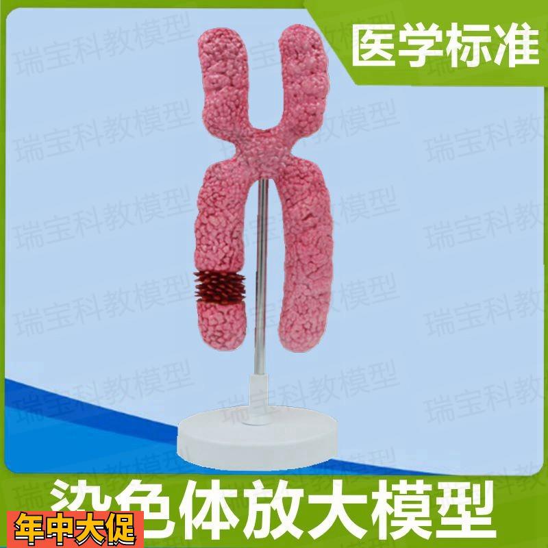 染色体模型染色质模型23对染色体性染色体常染色体生殖医学