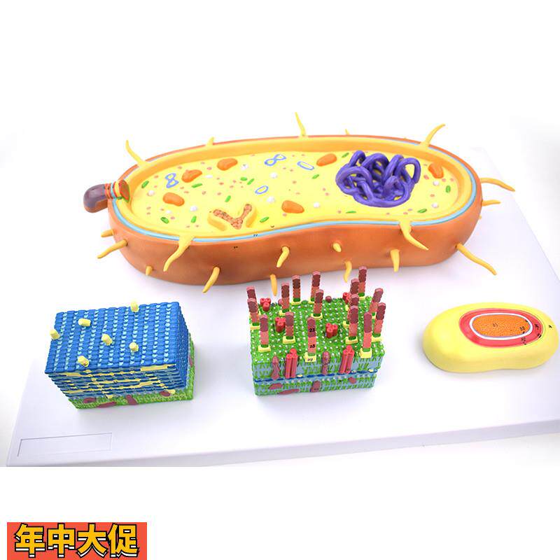 细菌放大模型革兰氏阳性菌革兰氏阴性菌生物教学器材病原微生