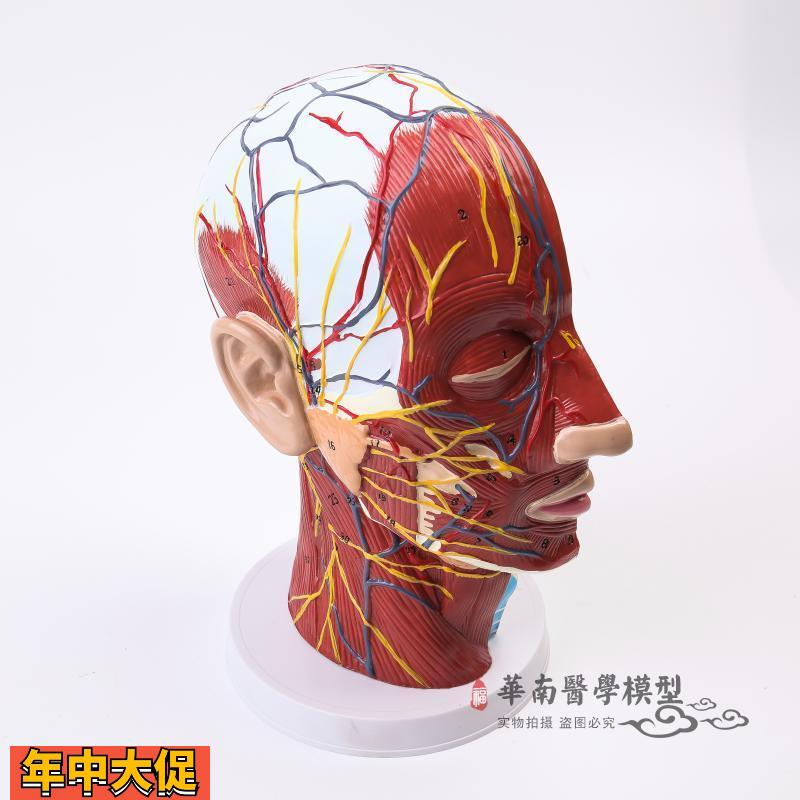 头颈浅表神经血管肌肉模型头部正中矢状切面模型头部解剖模型