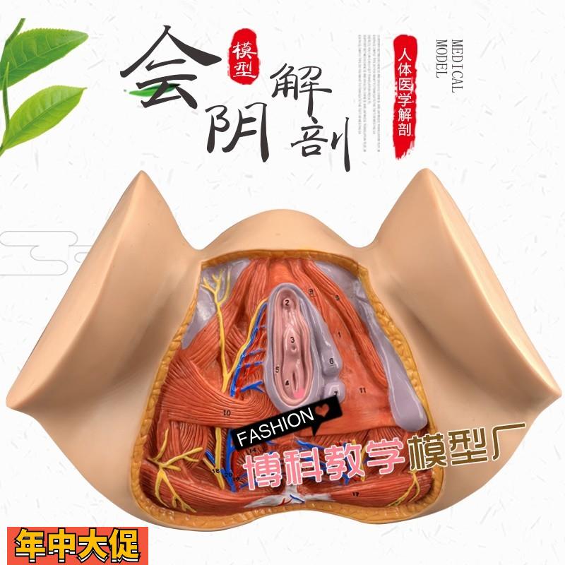 女性会阴模型尿生殖三角肛门生殖系统模型女性盆腔模型外阴