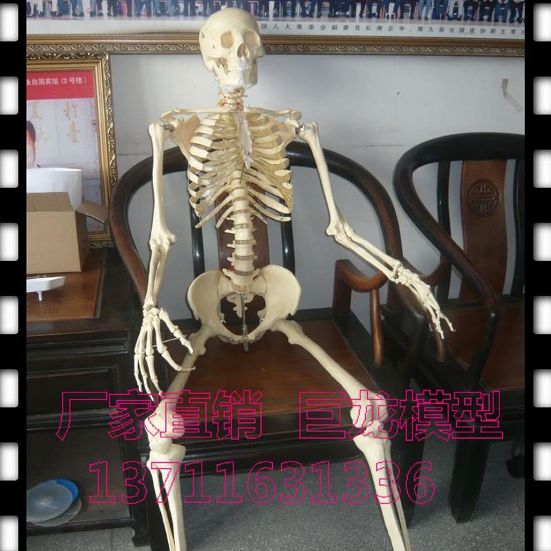 全国包邮人体模型!厂家直销!仿真人体骨骼模型170CM骨架模型