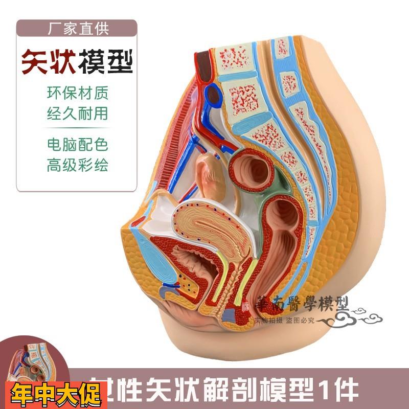科教女性盆腔解剖模型女性生殖泌尿子宫系统计划生育妇科系统
