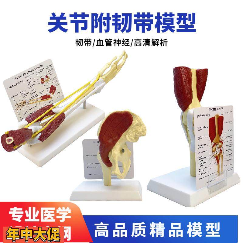 人体膝关节骨骼模型髋关节功能结构上肢肌肉手臂附血管韧带组织,玩具/童车/益智/积木/模型,其他模型玩具,淘宝优惠券,粉丝福利购,淘宝优惠卷