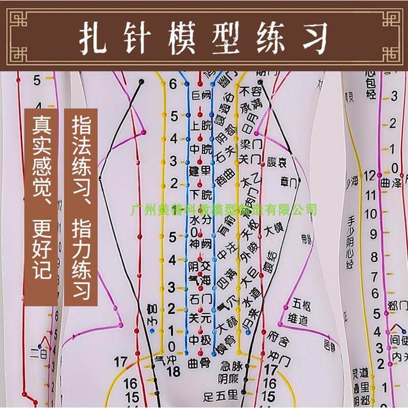 彩白色人体针灸模型模特图经络穴位中医全身十二小皮人扎针练习