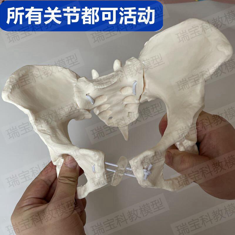 动态女骨盆模型可活动拆卸骶髂关节耻骨联合骶骨尾椎正骨产康月嫂