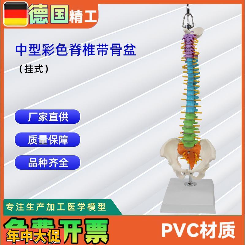 中型彩色脊椎带骨盆(挂式)仿真人体脊椎医学演示模型