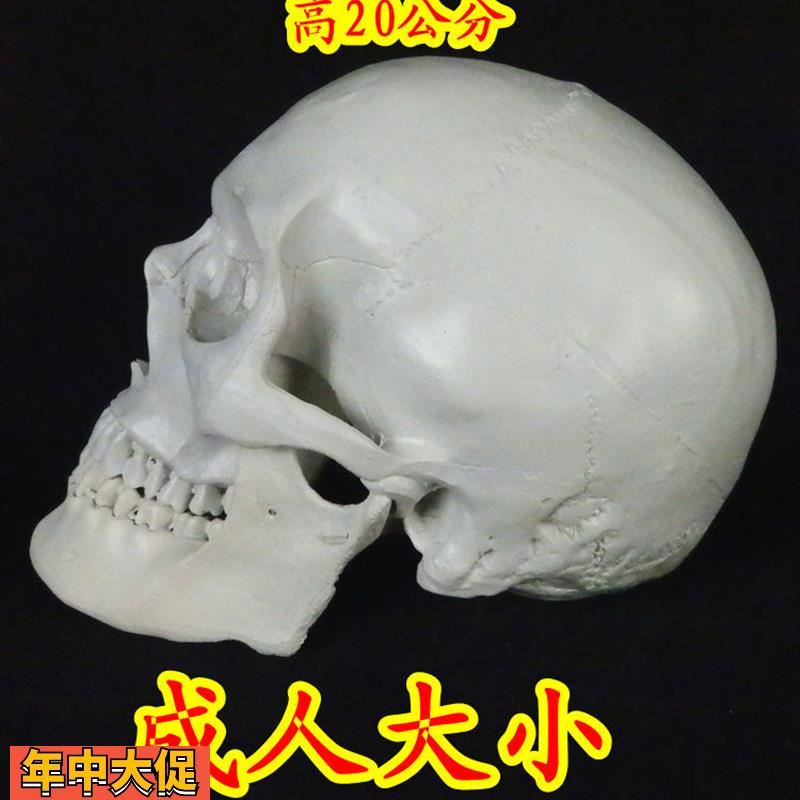 高仿真11人类头骨模型仿真拍摄道具面具头骨模型树脂骷髅头