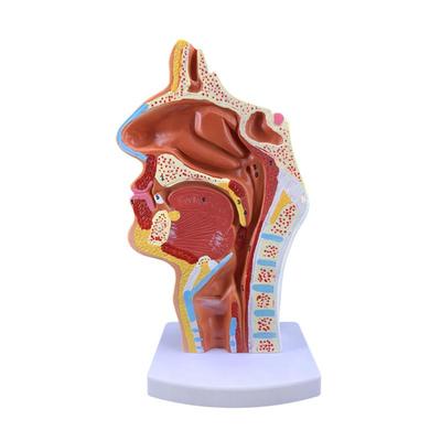 政河正常鼻咽喉器官解剖模型医院耳鼻喉科学校教学演示展示摆件